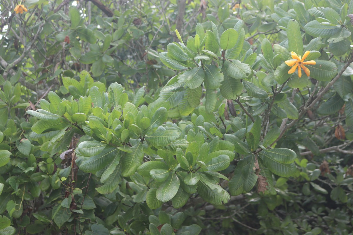 Gardenia fosbergii Tirveng.